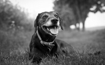 Black And White Dog Wallpaper IwallHD HD
