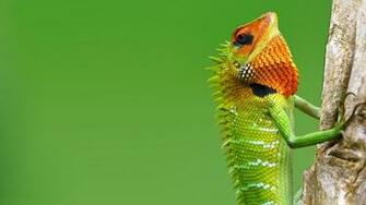 Animal Life All Animals Garden Lizard Wallpaper Funny Doblelol