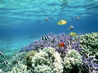 Animals Ocean Reef Fish Wallpaper