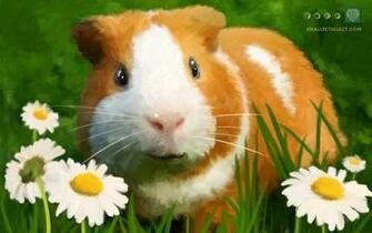 Guinea Pig Wallpaper Screensaver For Your Pc Mac iPad Cell Phone