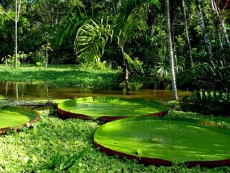 Nature Wallpaper Amazon Rain Forest