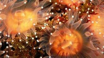 Sea Anemone Wallpaper UHD Wide Thywalls