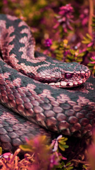 Pink Snake By Georgekev Wallpaper Pet