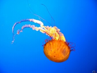 Ocean Life Wallpaper Beaches Rivers Oceans Photography Desktop