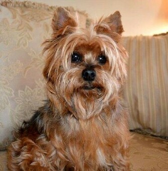 Fozzie Bear S Web