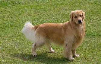 Golden Retriever Wallpaper Animals Better