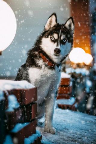 Beautiful Winter Wallpaper For iPhone That You Ll Love