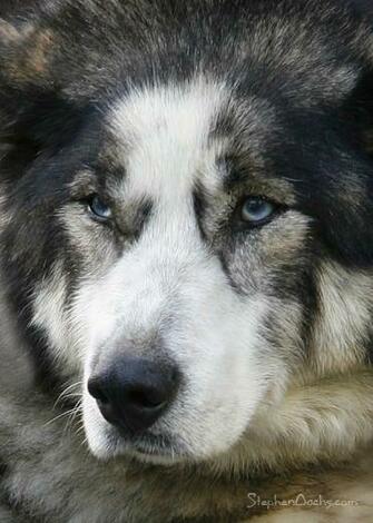 Alaskan Huskies Dogs Tiger