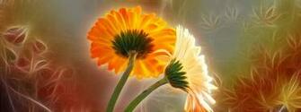 Flowers Pictures Wallpaper Red Roses