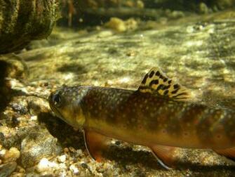 Brook Trout Wallpaper Dry Flies And