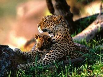 Cute Baby Tiger Cubs HD Wallpaper In Animals Imageci