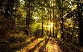 Forest Path Wallpaper