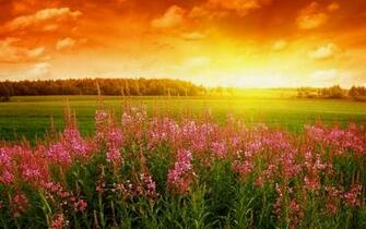 Spring Flowers Desktop Pc And Mac Wallpaper