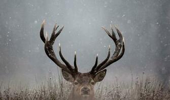 Wallpaper Winter Deer