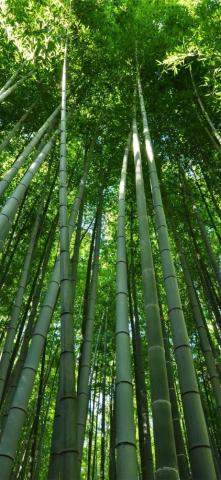 Sagano Bamboo Forest iPhone Wallpaper