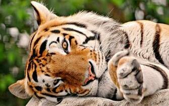 Wallpaper Wildlife Desktop