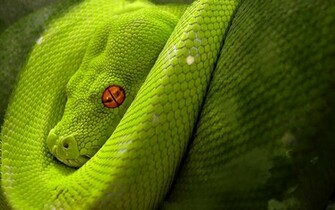 Green Snake Wallpaper