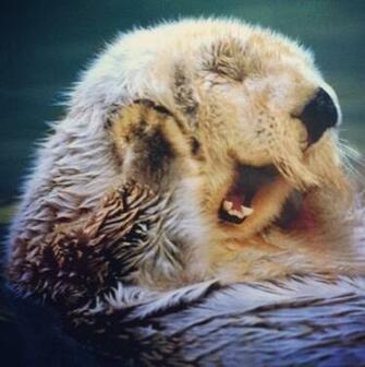 Cute Sea Ott HD Wallpaper Background Image