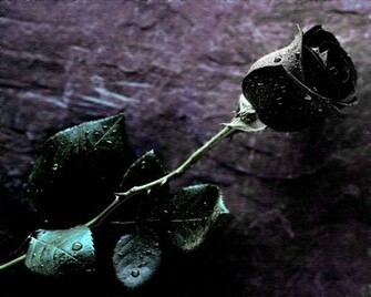 Flowers Wallpaper HD Wallpaperlepi