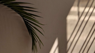 Wallpaper Palm Tree Leaves Wall Minimalism Aesthetics HD Picture