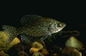 Animaltrek Crappie Pictures Information Wallpaper Photos