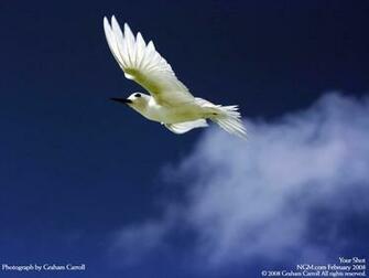 Clouds Birds Wallpaper