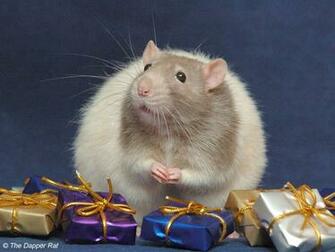 Cute Rat Small Animals Wallpaper
