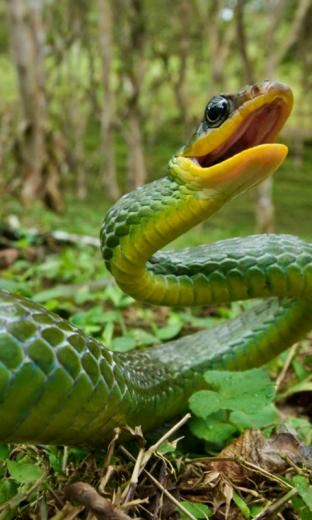 Snake HD Live Wallpaper For Android
