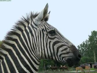 Zebra Wallpaper Image And Animals Pictures