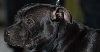 Black Pitbull Wallpaper