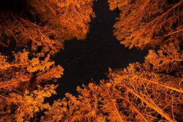 Autumn Trees At Night