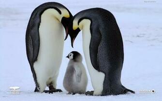 Penguins Wallpaper Beautiful Desktop
