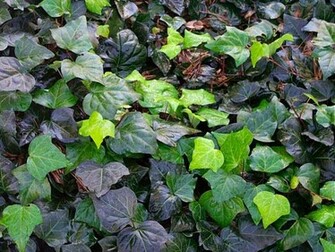 English Ivy Wallpaper And Background X Deskpicture