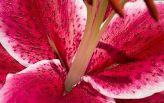 Stargazer Lily Wallpaper Flower