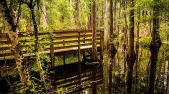 Swamp Computer Wallpaper Desktop Background Id