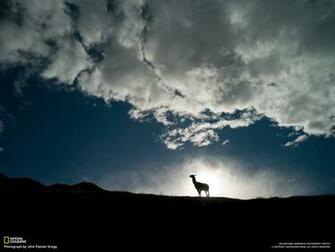 Llama Computer Wallpaper Desktop Background Id