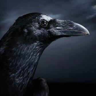 HD Wallpaper Pics Crow
