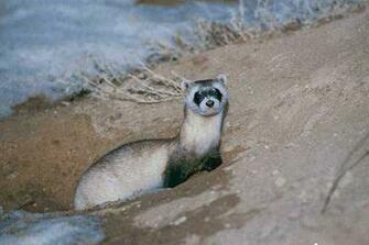 Photo Of Ferret