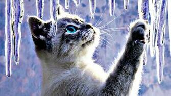 Dieren Katten Abstracte Artistieke Ijs Schattig Bureaublad Achtergrond