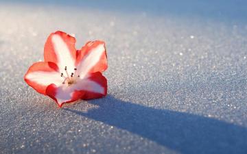 Azalea HD Wallpaper Background Image