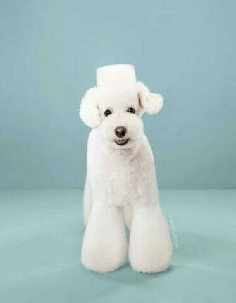 Adorable Dog Portraits Before And After Japanese Grooming