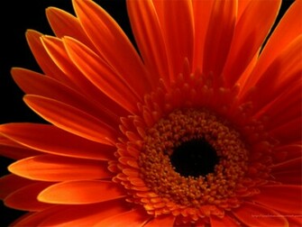 Gerber Daisy Wallpaper By Cadmus