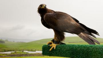Golden Eagle HD Wallpaper