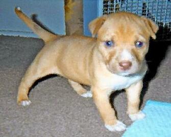 Red Nose Pitbull Wallpaper