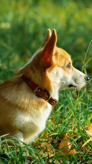 Pembroke Welsh Corgi Wallpaper iPhone
