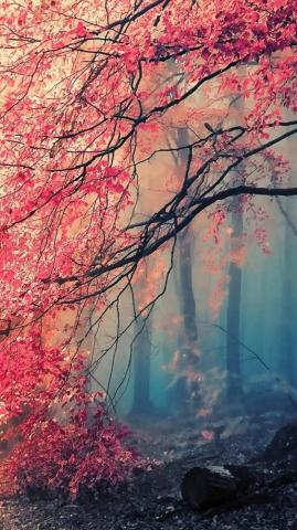 Japanese Forest iPhone Wallpaper On