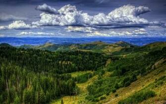 Beautiful Pine Forest Clouds Wallpaper