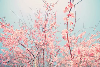 Cherry Blossom Tree On