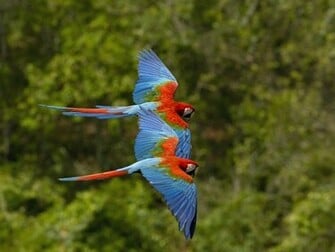 Birds Wallpaper Bird