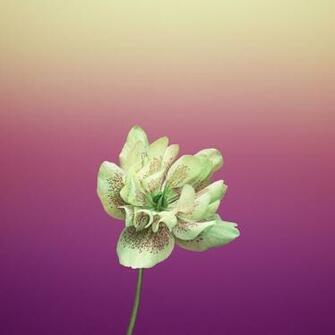 Get Ios S New Wallpaper On Any Phone iPhone Gadget